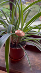 3 Copper Mushrooms
