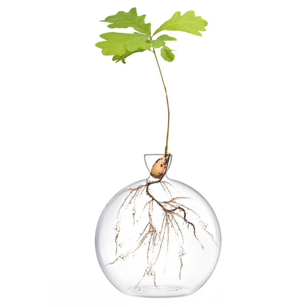 Hand-Blown Glass Vase for Acorns
