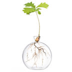 Hand-Blown Glass Vase for Acorns