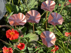 5 x Copper Bee Drinker Bundle
