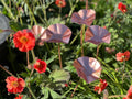 5 x Copper Bee Drinker Bundle