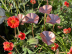 5 x Copper Bee Drinker Bundle