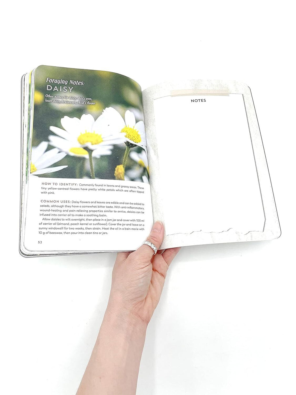 The Hedgerow Apothecary Forager's Handbook: A Seasonal Companion to Finding and Gathering Wild Plants