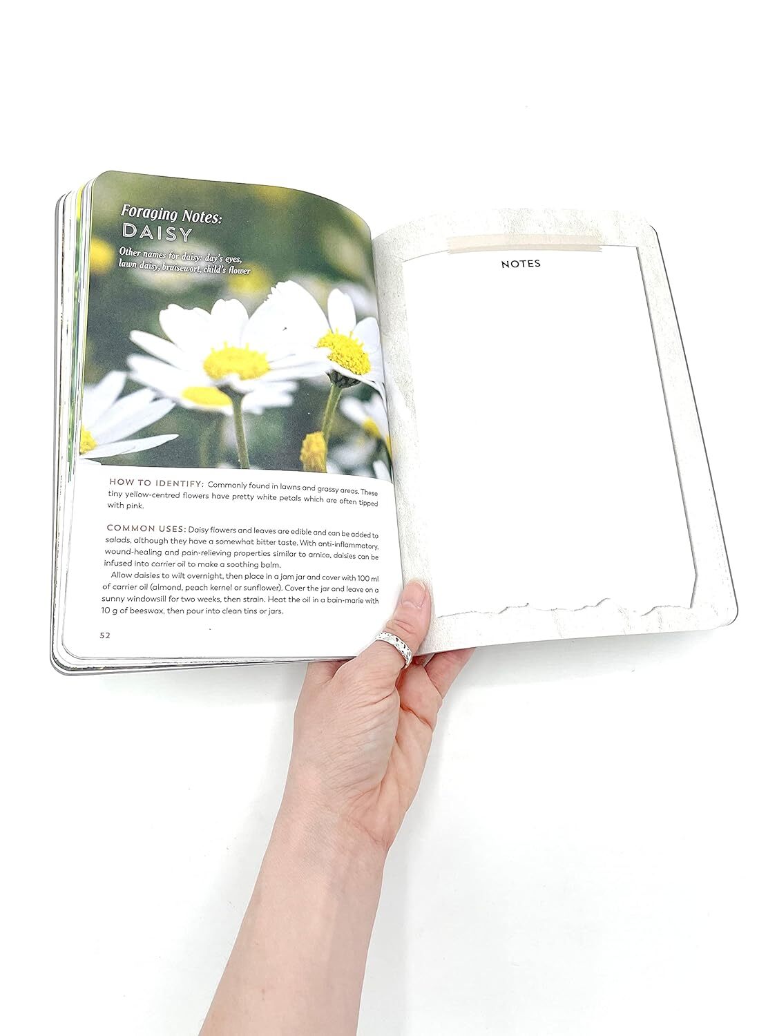 The Hedgerow Apothecary Forager's Handbook: A Seasonal Companion to Finding and Gathering Wild Plants