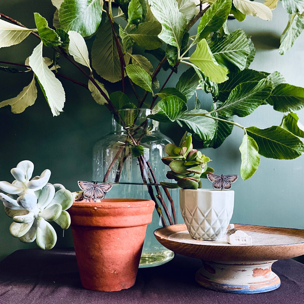 Common Blue Butterfly Plant Pot Companions 