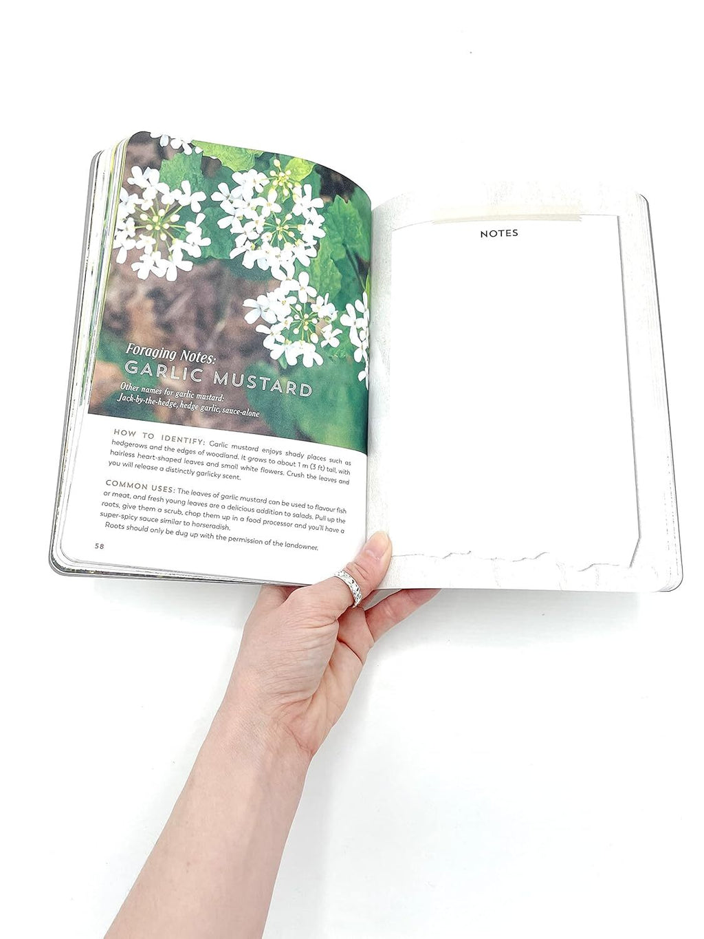 The Hedgerow Apothecary Forager's Handbook: A Seasonal Companion to Finding and Gathering Wild Plants by Christine Iverson