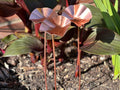 3 x Copper Bee Drinker Bundle