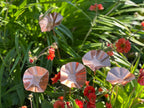 5 x Copper Bee Drinker Bundle