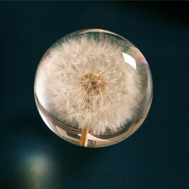 Real Dandelion Crystal Glass Resin Lens Ball