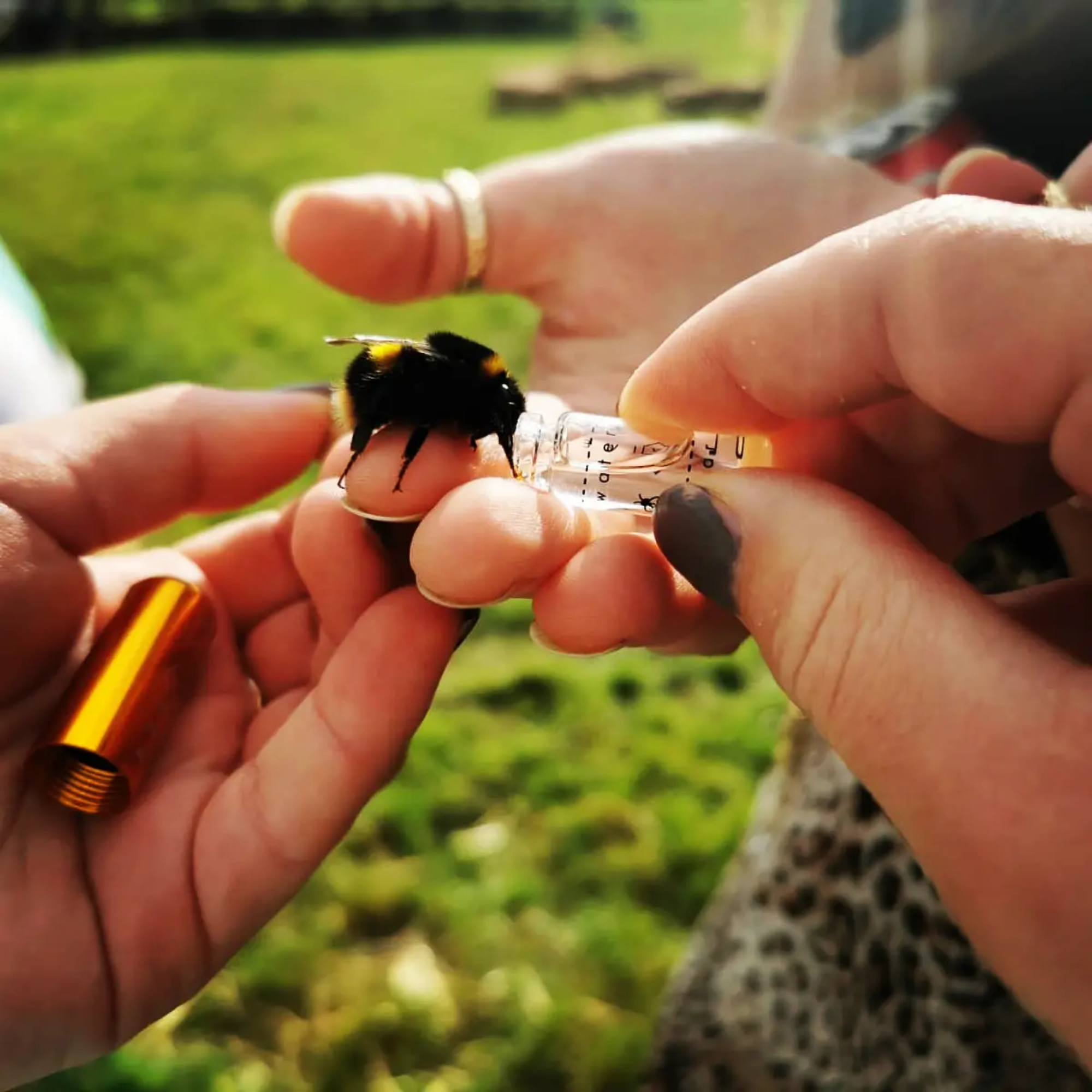 Bee Revival Kit with Bee ID Tag 🐝