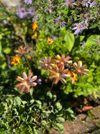 Copper Cosmos Flower