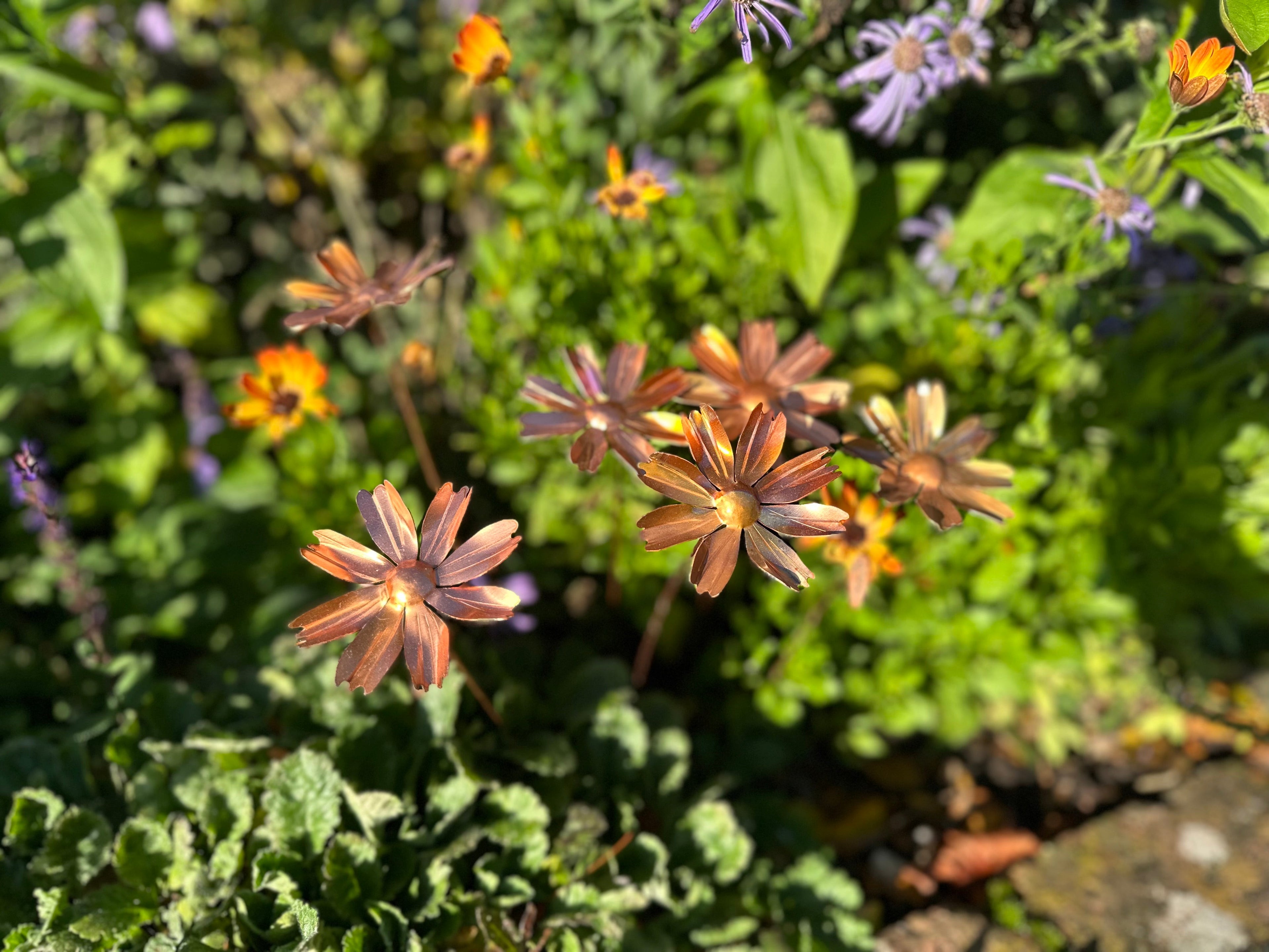 Copper Cosmos Flower