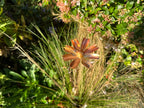 Copper Cosmos Flower
