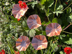 5 x Copper Bee Drinker Bundle