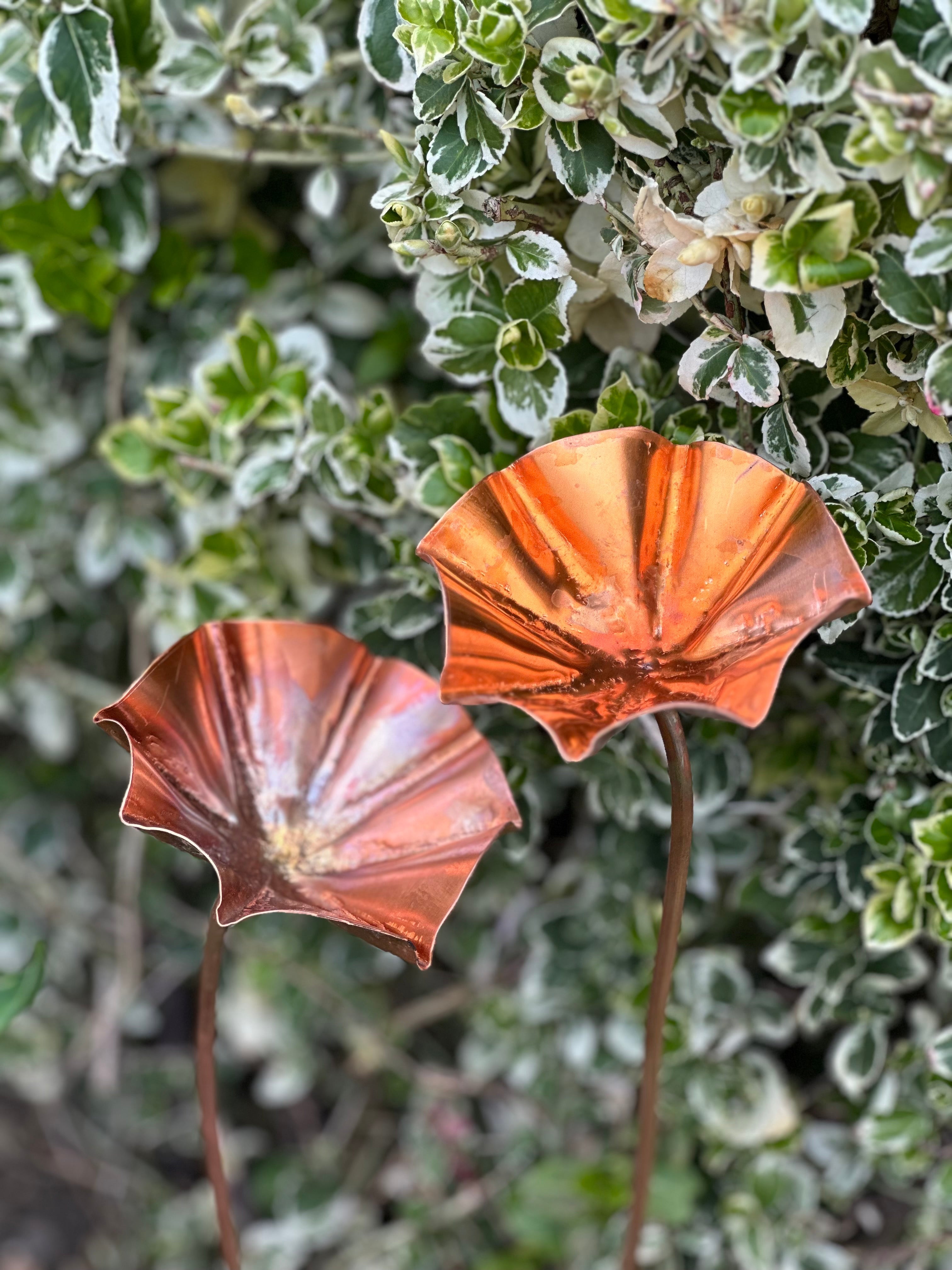 5 x Copper Bee Drinker Bundle