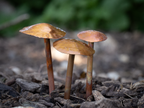 3 Copper Mushrooms