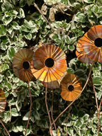 Copper Poppy Flower