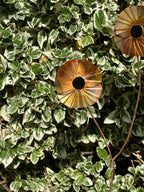 Copper Poppy Flower