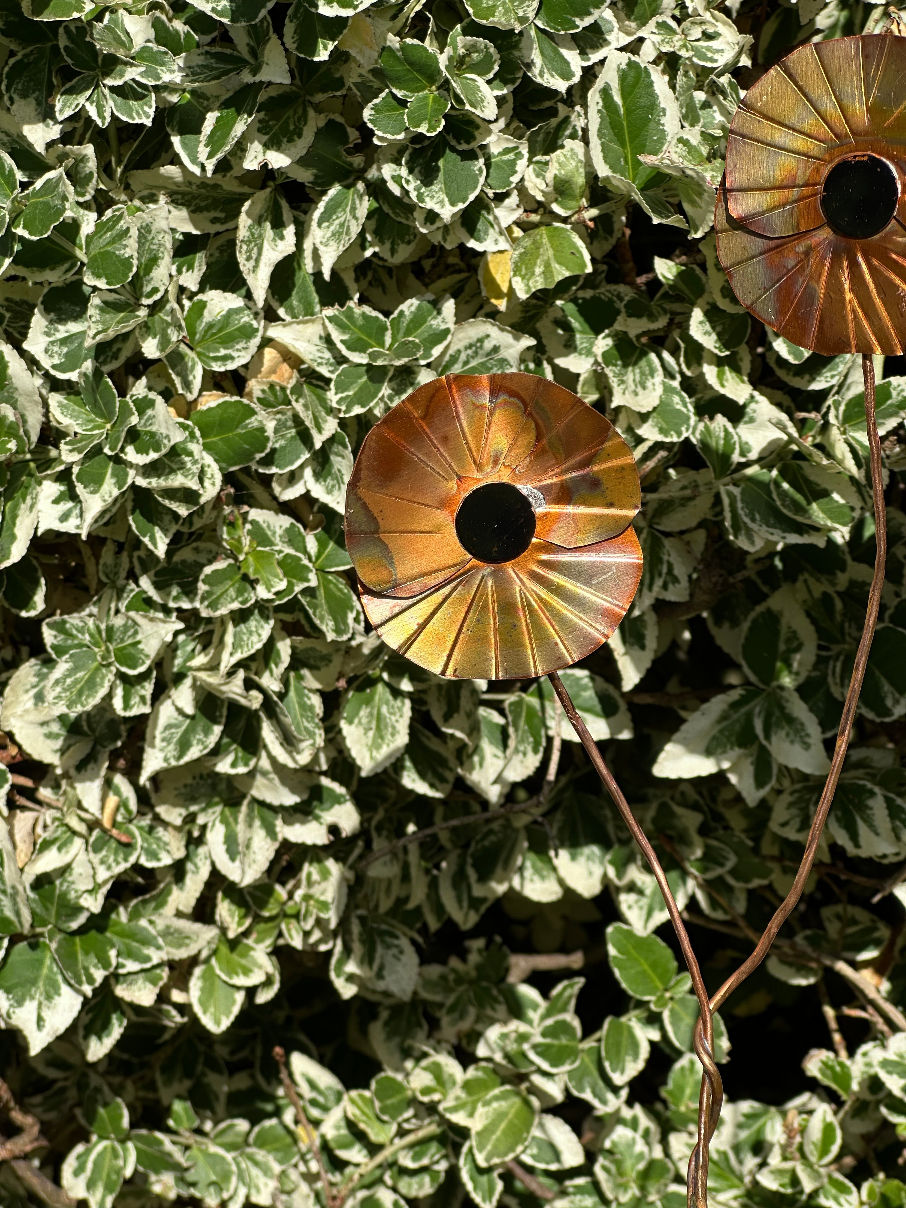Copper Poppy Flower