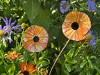 Copper Poppy Flower