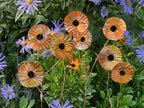 Copper Poppy Flower