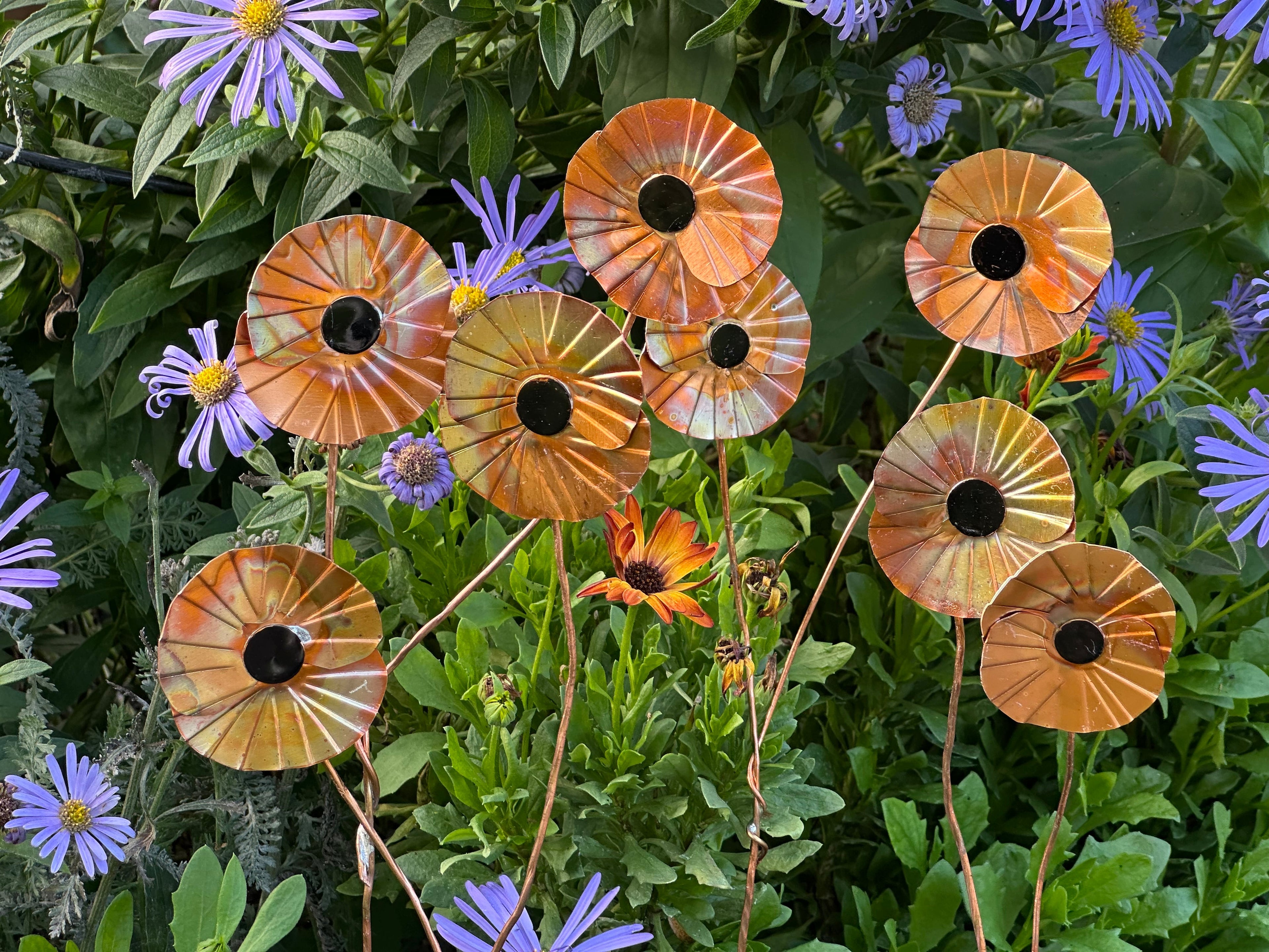 Copper Poppy Flower