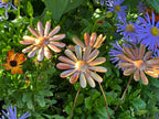 Copper Daisy Flower