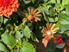 Copper Daisy Flower