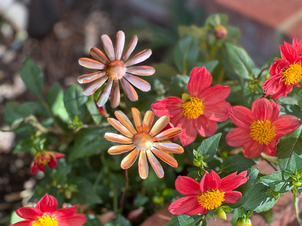 Copper Daisy Flower