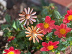 Copper Daisy Flower