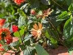 Copper Daisy Flower