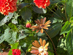 Copper Daisy Flower