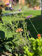 Copper Daisy Flower