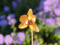 Copper Orchid Flower