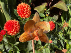 Copper Orchid Flower
