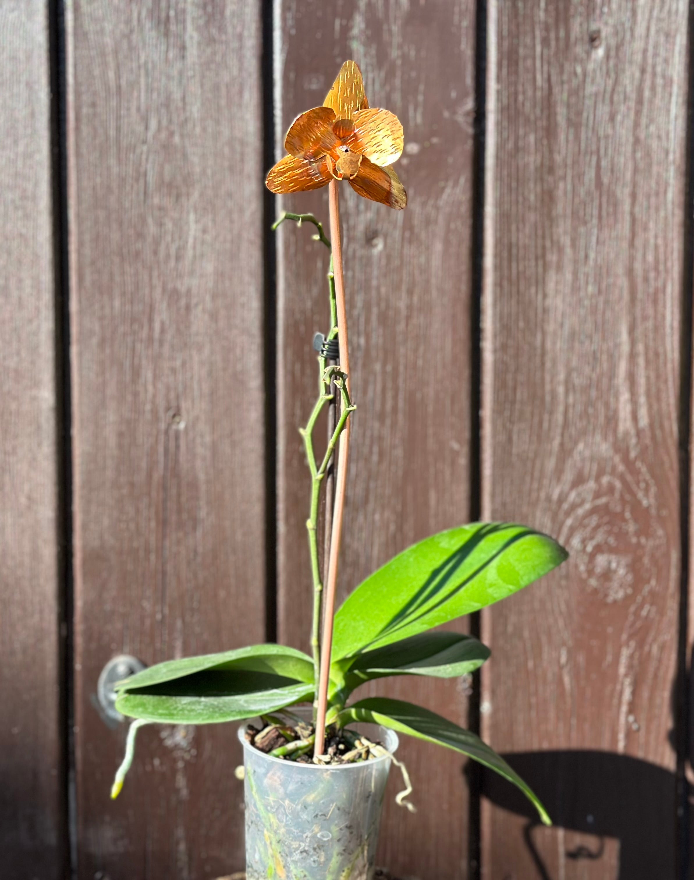 Copper Orchid Flower