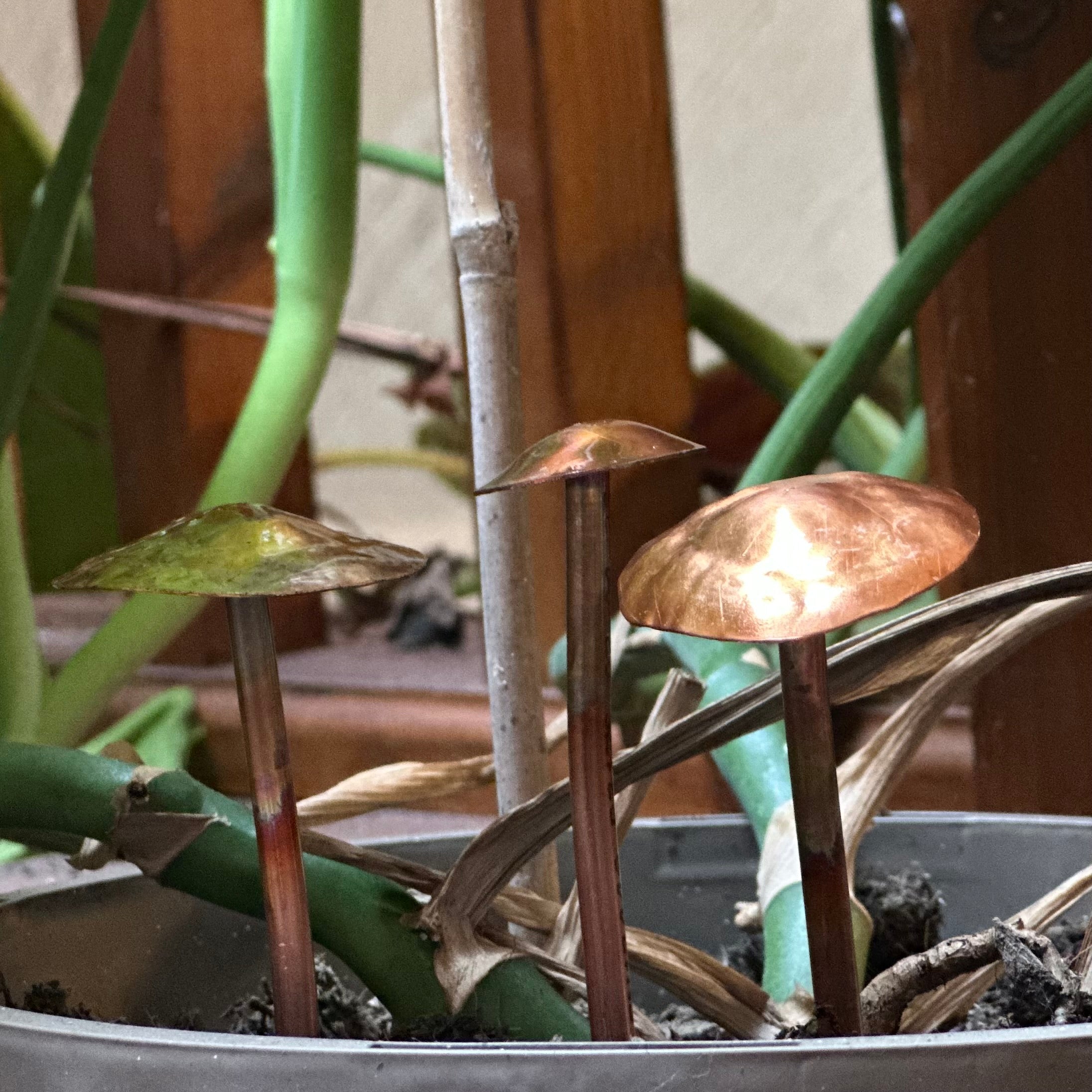 3 Copper Mushrooms