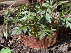 6 x 14cm Copper Plant Ring Bundle