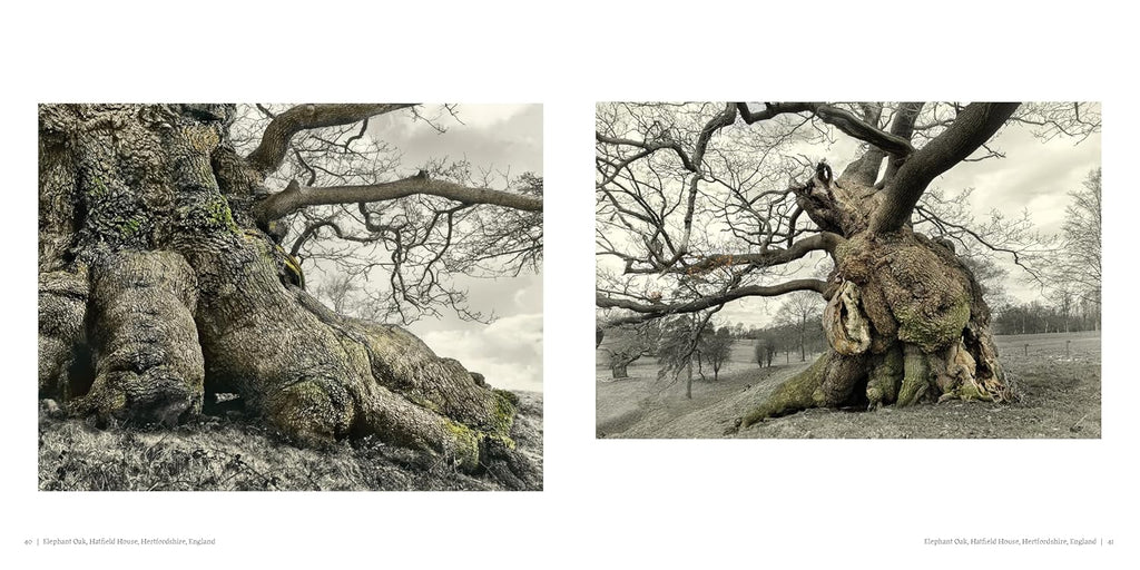 Oak: From Seed to Ancient Tree