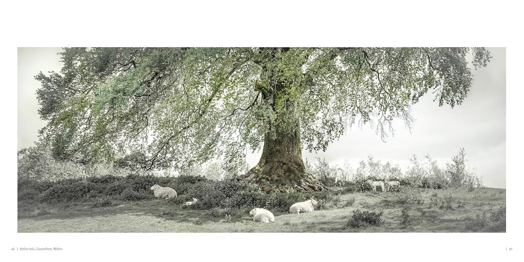 Oak: From Seed to Ancient Tree