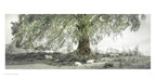 Oak: From Seed to Ancient Tree