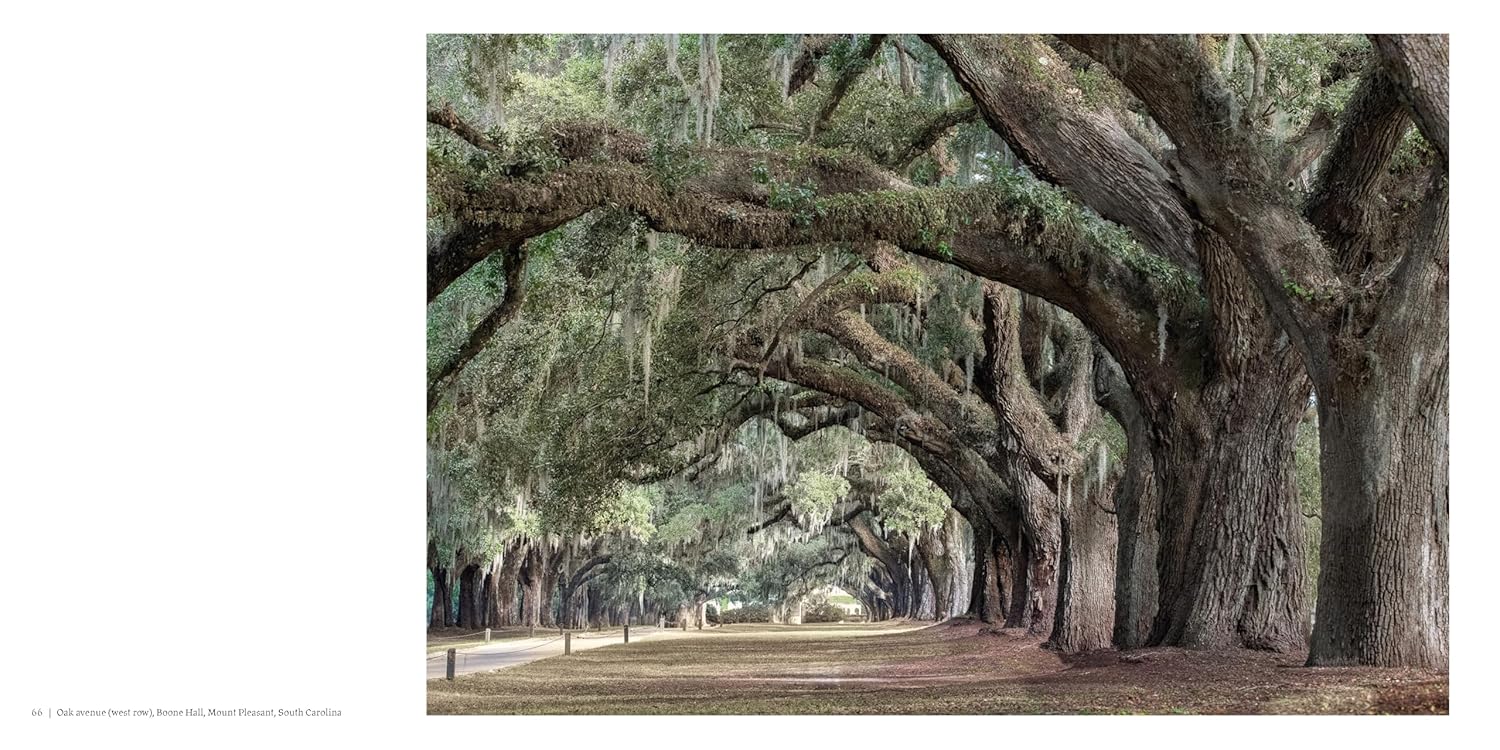 Oak: From Seed to Ancient Tree