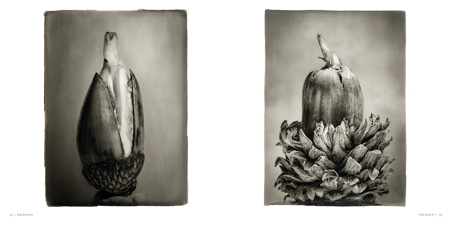 Oak: From Seed to Ancient Tree