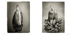 Oak: From Seed to Ancient Tree by Beth Moon