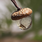 Reed Terrarium Pendant