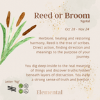 Reed Terrarium Pendant