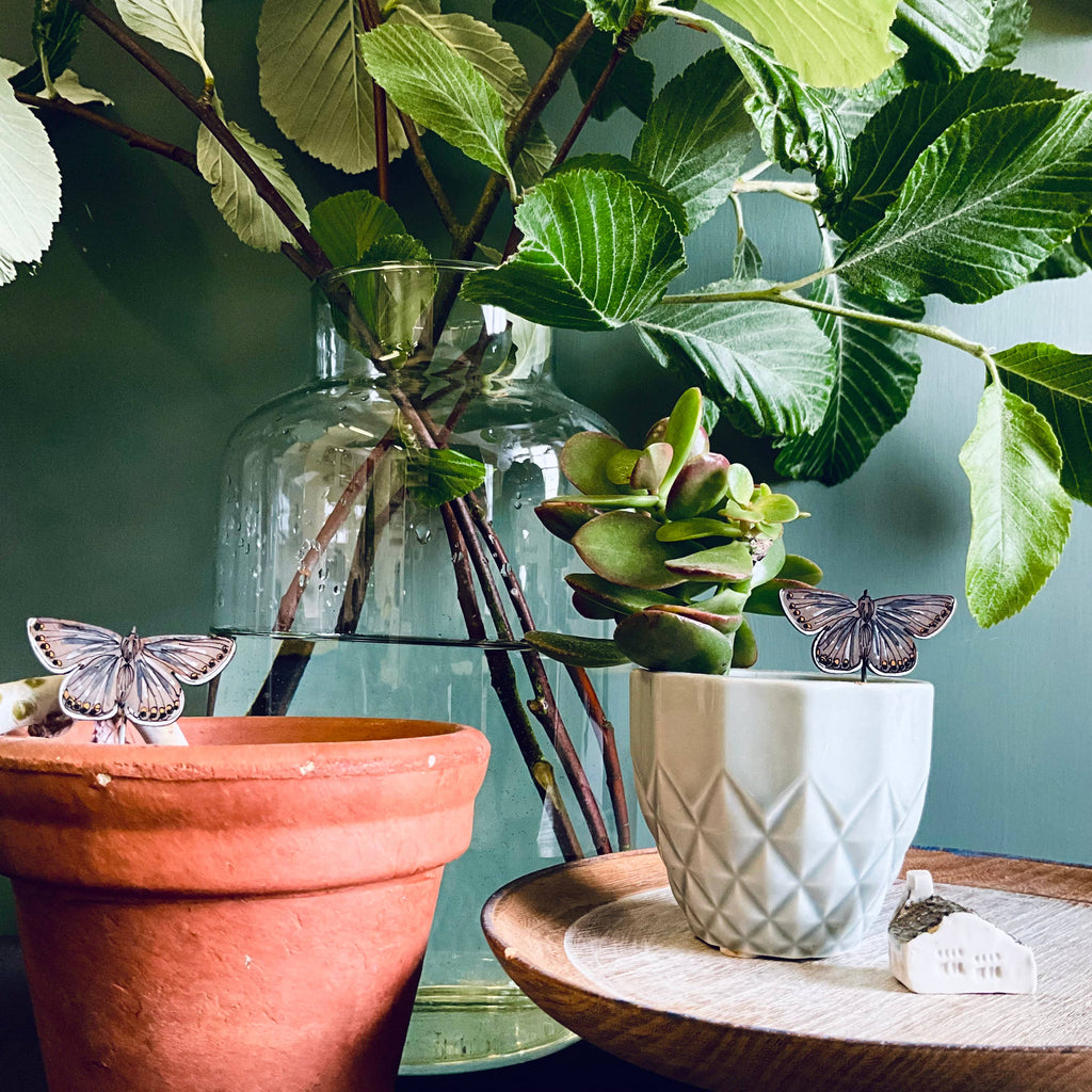Common Blue Butterfly Plant Pot Companions 