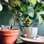Common Blue Butterfly Plant Pot Companions 