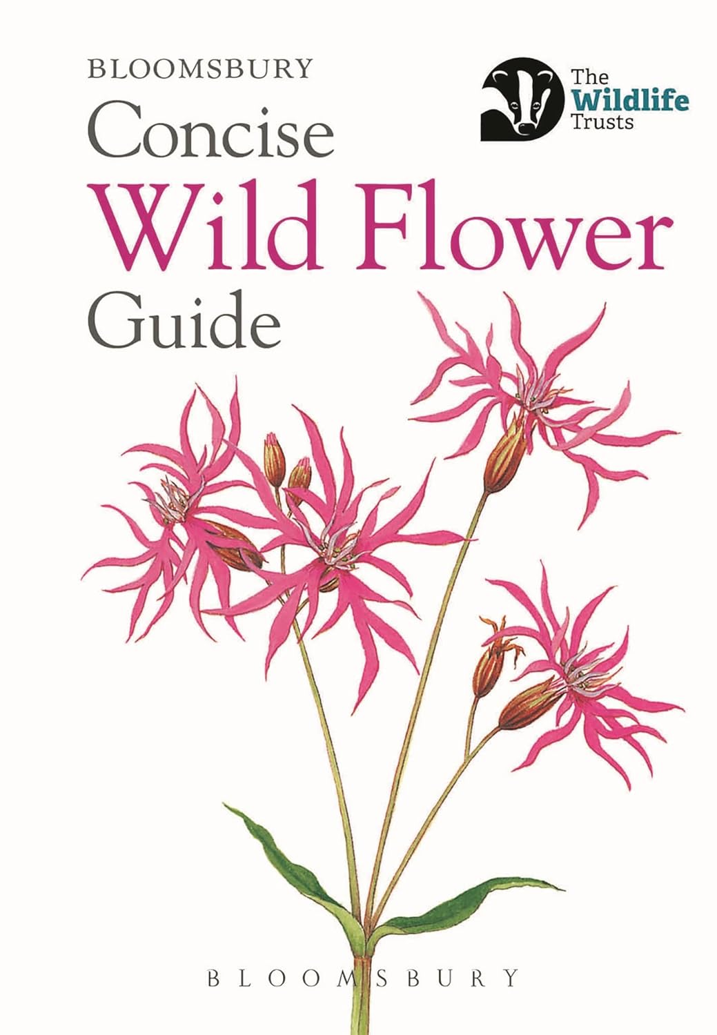 Concise Wild Flower Guide by Bloomsbury