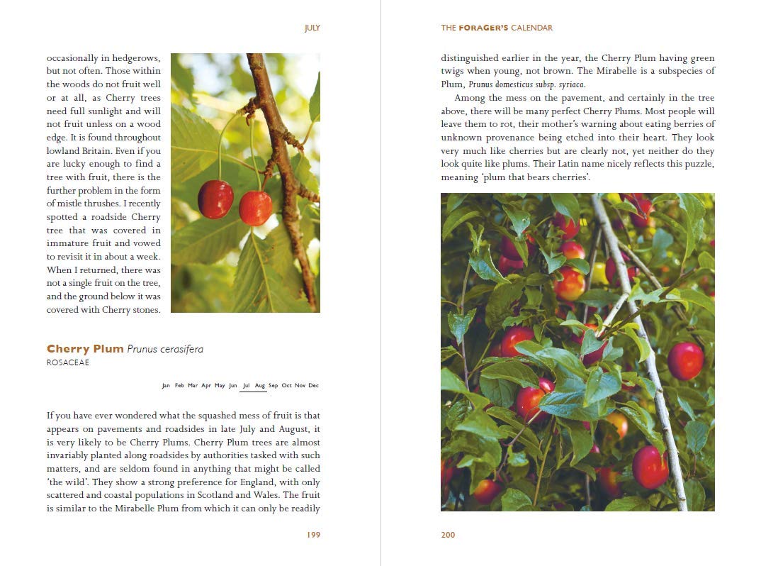 The Forager's Calendar: A Seasonal Guide to Nature’s Wild Harvests